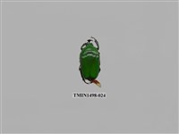 藏品(臺灣扇角金龜)的圖片